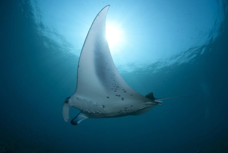 Scuba Diving Image